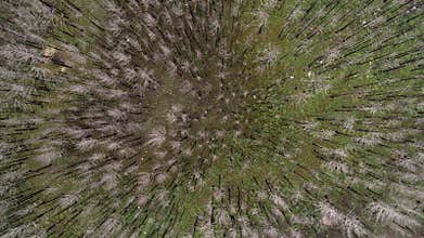 Dead forest, withered trees, flyind abobe the forest
