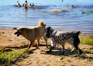 Dogs get acquainted. Klyazma River. Vladimir region. Russia.