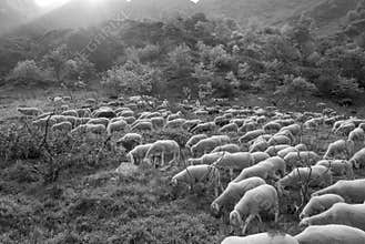 Compact flock of sheep walking and eating in the pasture