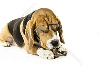 Funny dog beagle in transparent glasses
