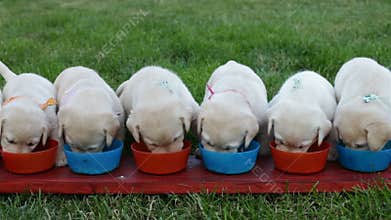 Cute labrador puppy dogs eating from their bowls - child arranging them