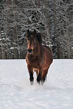 Horse running in snow covered paddock