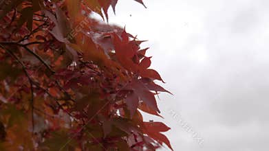 Red leaves on tree in autumn season