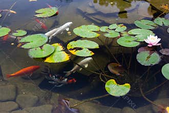 Carp in pond, colorful fish,  asia swim