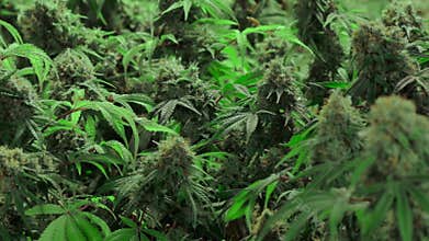 Mature flowering marijuana plants with thick buds