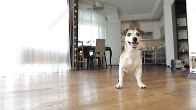 Adorable small dog Jack Russell terrier dancing jumping want to play. excited impatience. Active crazy friend pet
