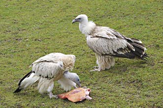 Himalayan Griffons