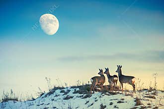 Roe deer on a hill looking to moon