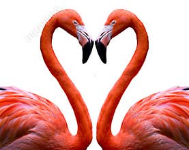 Flamingo Heart