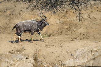 Nyala  in Kruger National park, South Africa