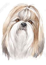 Water colour painting of Shih Tzu 061