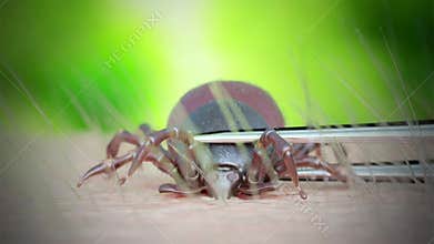 A tick