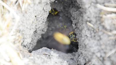 Wasps fly into their nest. Mink with an aspen nest. Underground wasps. The entrance to the aspen nest is near.