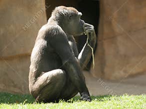 The thinker