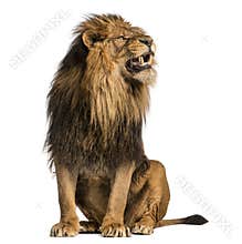 Lion sitting, roaring, Panthera Leo, 10 years old, isolated on w