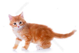 Walking little kitten isolated on white