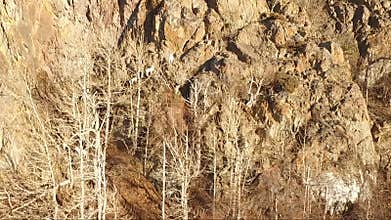 Dahl Sheep Climp High into Chugach Mountains Alaska