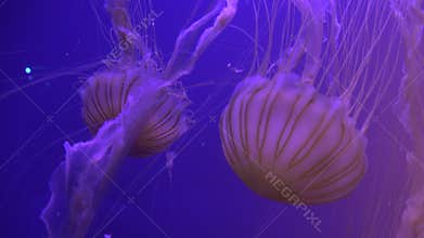 Visual symphony on the graceful spatial movements of a jellyfish with light effect