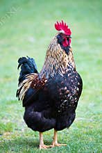 Barnevelder Chicken
