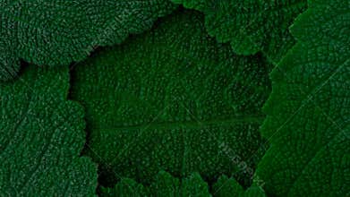 Breath of dark green leaves. Absorption of CO2, release of O2. Photosynthesis