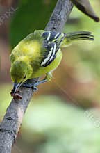 Common Iora With Its Prey