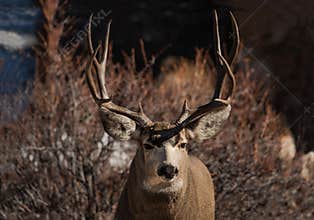 Mule deer buck portrait with large antlers