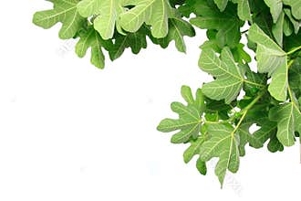 Fig leaves