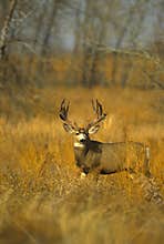 Mule Deer Buck in Grass