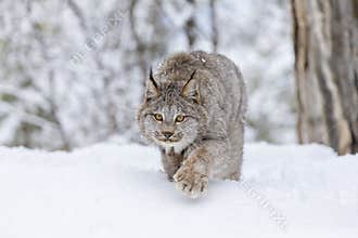 Bobcat In The Snow