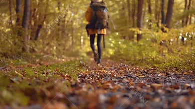Tourist Looks around in Fall Wood