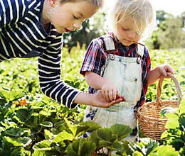 Kids collect strawberry in farm