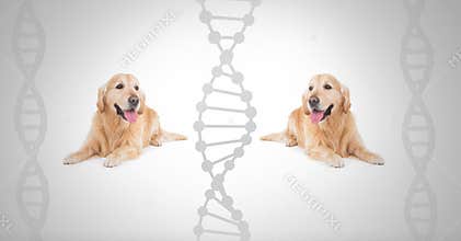 Clone twin labrador dogs with genetic DNA