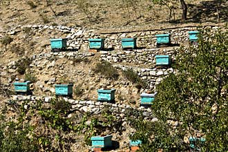 Apiary beehives