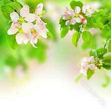 Apple Blossom