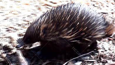 Australia, kangaroo island, excursion in the outback, close up view of a echidna walking
