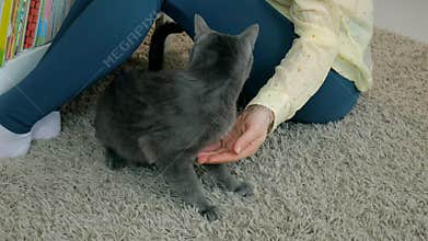 Female hand closeup petting stray cat that sits on the home carpet