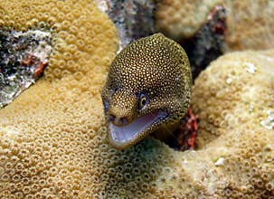 Golden Tail Moray Eel