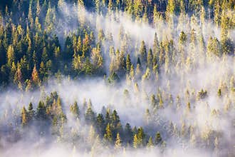 Morning fog in spruce and fir forest in warm sunlight