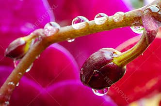 Brightly violet buds of orchids with droplets of water