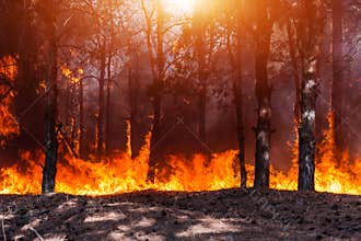 Forest fire. Burned trees after forest fires and lots of smoke.