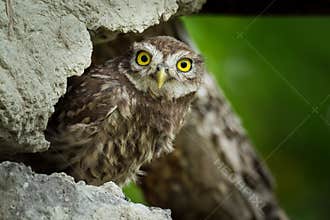 Young Little Owl & x28;Athene noctua& x29;
