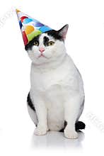 Funny birthday cat with cap sliding off head