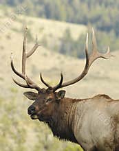 Elk Calling
