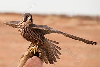 Peregrine Falcon