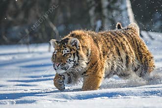 Siberian Tiger in the snow Panthera tigris