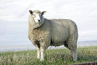 Wool sheep