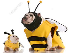 Dog dressed up as matching bees