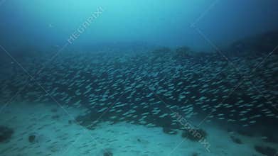 Group of sardines swimming, Fuerteventura