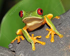 Curious red eyed green tree frog, costa rica