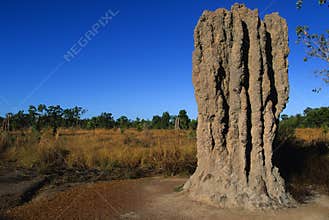 Termite Mound in Northern Australia